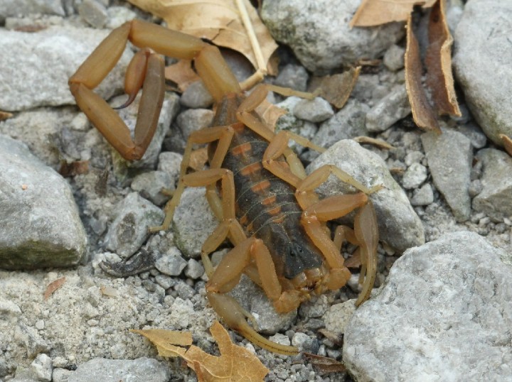 Striped Bark Scorpion